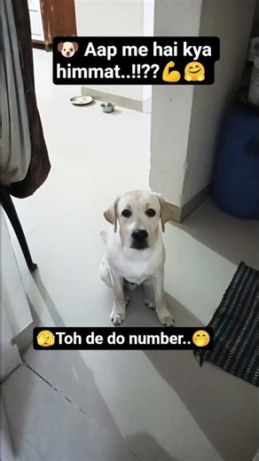 Jara himmat dikha do🫣🐶🤣#transition #labrajoy #dogshorts #shortsfeed #yt #shorts