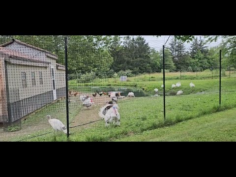 Thanks for Sticking With Us (Bonus Goat Edition!)