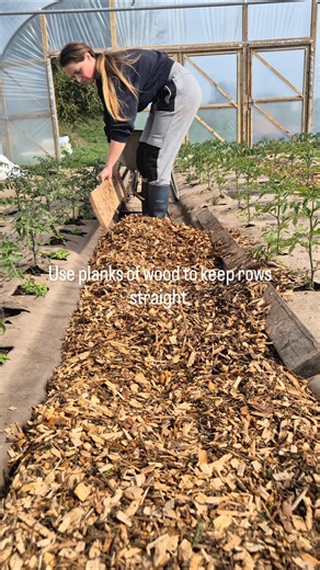 How I set up my polytunnels 🌱