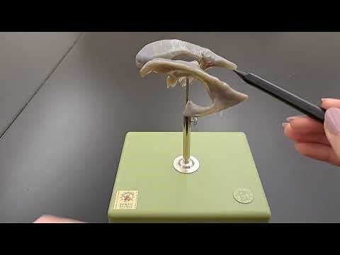 Ventricles of the Brain Anatomy -The Hidden Chambers