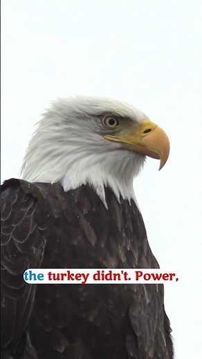 The Bald Eagle almost didn't get chosen as America's symbol! 🦅🇺🇸