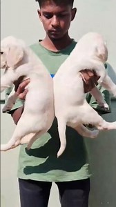 Top quality Lab puppies for sale #subscribe #pets #dog #trendingnow #labrador #viralshorts