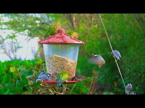 8 Hours of Hawaii Birds (Love Parrots & Java Finches) with Relaxing Nature Sounds | Great Escapes