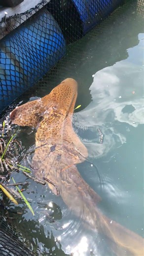 Tiger shark 🦈 #sharks