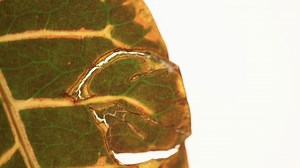 This is how plants react when a bug starts eating them