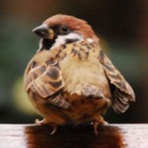 genei_box Schedule - Twitch