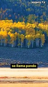 Pando: el organismo más grande y antiguo del planeta En 1976, un descubrimiento en Utah cambió lo que sabíamos sobre los organismos vivos. A simple vista parece un grupo de árboles. Pero todos los troncos están conectados bajo tierra. No son individuos: son extensiones de un mismo ser. #curiosidades #SabiasQue #naturaleza #pando | Kingxity TV