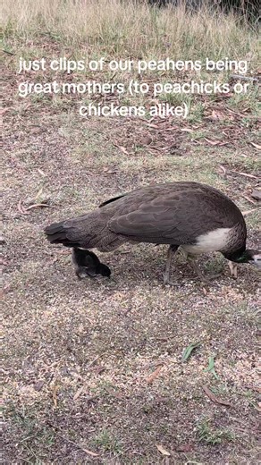 Raising Peafowl: A Peek into Peahen Motherhood