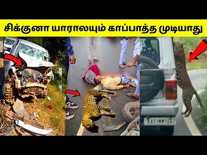 விலங்குகளிடம் சிக்கிய மனிதர்கள் | Animals Chasing Humans | Animal Encounters | TAMIL AMAZING FACTS