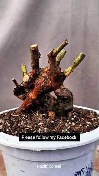 briar pruningHow many points would you give this wild rose pruning method? #wildrose #oldrosetree