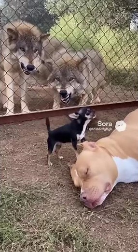 Wolf Tries to Dig Under Fence — Brave Chihuahua Defends While Pitbull Sleeps Nearby