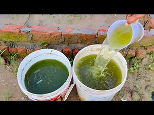 I Stopped Using Chemicals! Now My Garden is EXPLODING (Zero Cost DIY Hack Work Wonders)