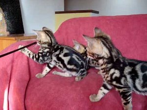 Roman Bengals - Marble Bengal Kittens