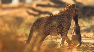 Cacher son petit et s'enfuir seule, voici la technique privilégiée d'une proie lorsqu'elle sent un danger s'approcher. C'est sans compter sur l'expérience de ce léopard, qui ne connaît que trop bien cette ruse. | Nat Geo Wild France