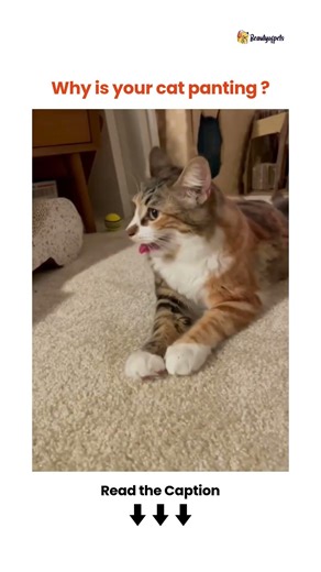 Why is your cat panting ? 👇