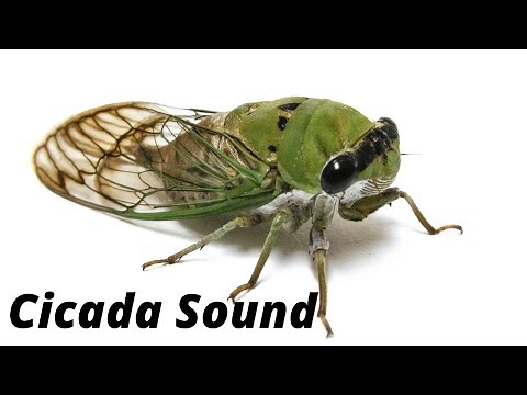 Cicada Cricket :- Insects sound