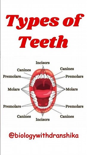 Types of Teeth: Incisors, Canines, Premolars, Molars – each with a job to do!