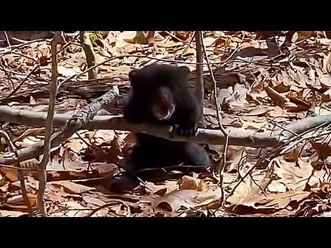 Man helps baby bear crying for mother, but the unbelievable happens