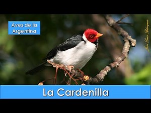 Cardenilla, Yellow billed Cardinal, (Paroaria capitata), Aves de la Argentina