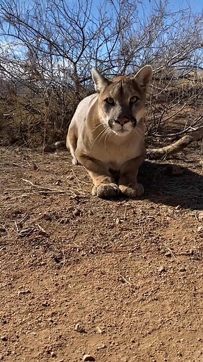 Lion and Puma Purring - Soothing Sounds of Nature