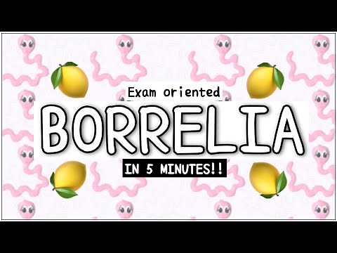 Borrelia Microbiology (Lyme disease): Morphology, Pathogenesis, Signs, Diagnosis, Treatment