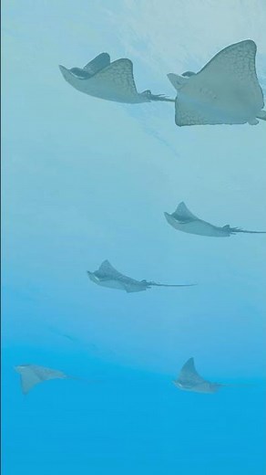 Endless Ocean Luminous – Entdeckt das Leben im Meer (Nintendo Switch)