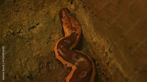 Snake Python resting and coiled itself in the nest. Python snake curled up and sleep in the zoo under warm light. Large snake living in the jungle and feeding on big animals.