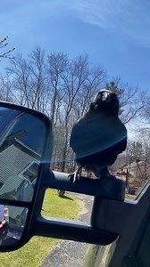 Poe the crow says Hello ❤️ ViralHog | MetDaan Animals