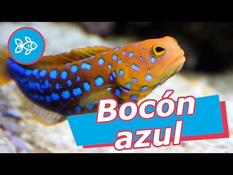 Pez BOCÓN azul · Opistognathus rosenblatti [ MARINO ]