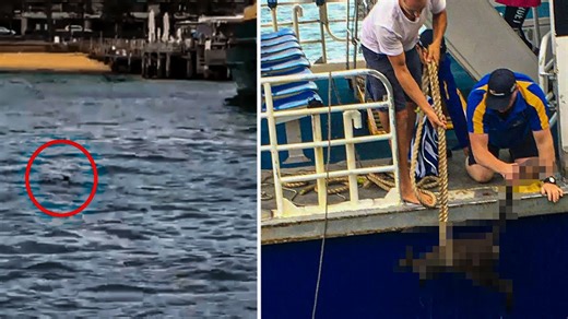 When A Ferry Crew Saw This Drowning Creature, They Immediately Launched A Desperate Rescue Attempt (1080p_30fps_H264-128kbit_AAC)