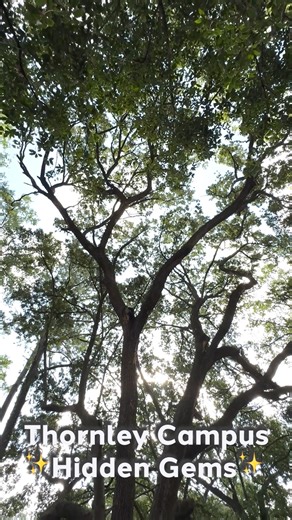 Trident Technical College on Instagram: "From cozy study spots to beautiful gardens and towering live oak trees, Thornley Campus is full of surprises. Check out the video and see how many you’ve spotted or add a few to your must-visit list. #tridenttech"