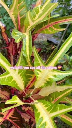 Rainbow crotons 🌈