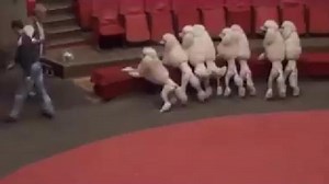 Video: Circus cruelty caught on camera