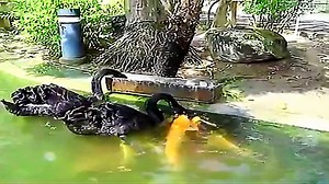 Ducks feeding Fish - An Incredible Relation