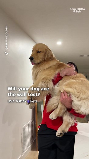 The paws on the wall test is taking off on social media as dog owners are testing their pets' quick instincts.