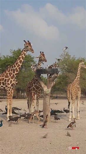 Animals having breakfast #youtubeshorts #animallife #wildanimals
