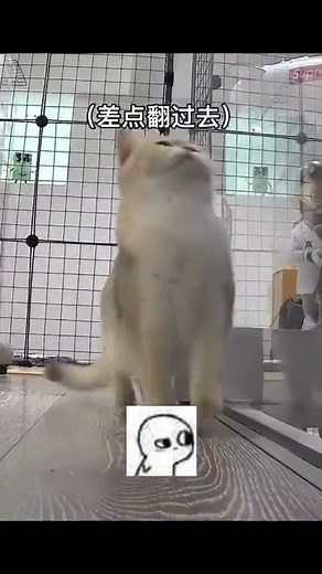 【PuPu噗噗】他们俩居然背着我…