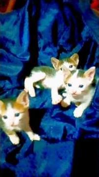 😍 cute #viral #funnycomedy #life #😍