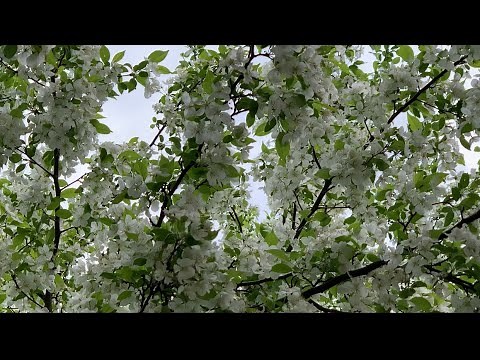 White Flowering Crabapple Trees | Spring Snow Crabapple Blossoms