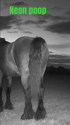 Nero the Friesian's GLOW-IN-THE-DARK Alien Poop?! #glowup #neon #poop #horse