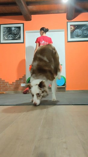 cross paws with handstand #handstand #dogtricks #luxader #crosspaws