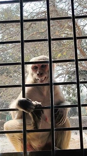 monkey 🐒 smiling face 😊#money #forest #smilingmonkeys#shortsviral