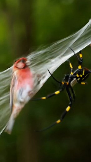 Giant spider web 👇#forest | Nature And Wildlife
