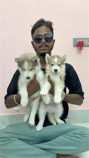 Siberian Husky Puppies Sale Low Price. #petshub #dogbreed