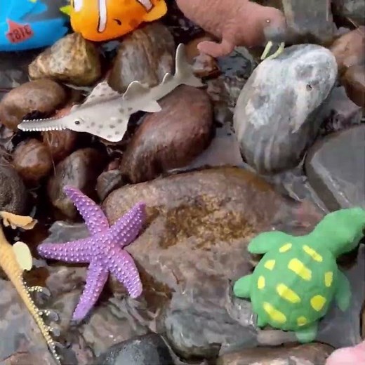 Purple Starfish & Brown Walrus! 🎨🌟 #MegansWorld #Learning