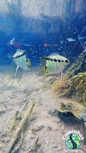 993K views · 4.3K reactions | Cuidado parental do Mesonauta na Amazônia #fblifestyle | Plantas Aquáticas Do Brasil | Facebook
