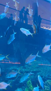22K views · 1.2K reactions | Dubai Mall Aquarium  | Welcome to Dubai | Facebook