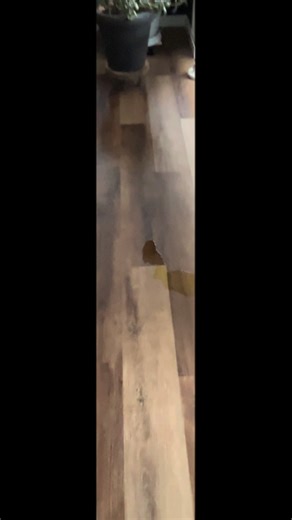 Mini Yorkshire Terrier: The Perfect Companion Dog