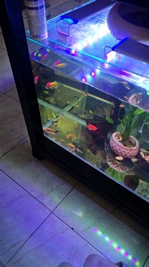 Dragon fin & Albino bichir new Discus tankmate? 🐟 | AquaFranz