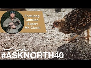 Essential Chicken Care: Oyster Shell and Grit